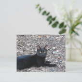 Carte postale Photo Chat noir (Debout devant)