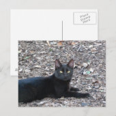 Carte postale Photo Chat noir (Devant / Derrière)