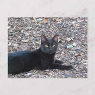 Carte postale Photo Chat noir