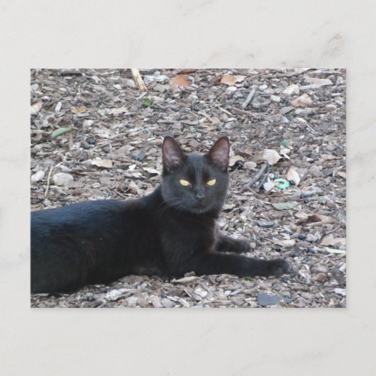 Carte postale Photo Chat noir (Devant)