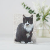 Carte postale Photo Chat Noir Et Blanc (Debout devant)