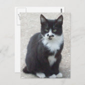 Carte postale Photo Chat Noir Et Blanc (Devant / Derrière)
