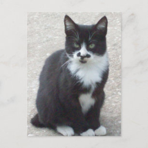 Carte postale Photo Chat Noir Et Blanc