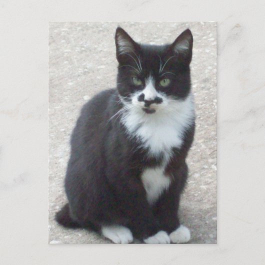 Carte postale Photo Chat Noir Et Blanc (Devant)