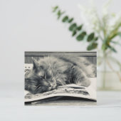 Carte postale photo "Chat on a Book" (Debout devant)