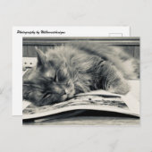 Carte postale photo "Chat on a Book" (Devant / Derrière)