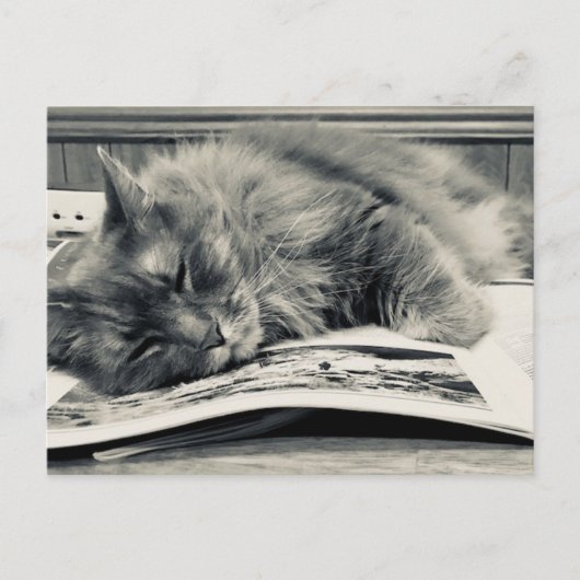 Carte postale photo "Chat on a Book" (Devant)