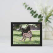 Carte postale photo Cheetah (Debout devant)