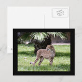 Carte postale photo Cheetah (Devant / Derrière)