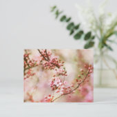 Carte Postale Photo Cherry Blossoms (Debout devant)