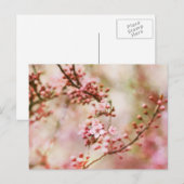 Carte Postale Photo Cherry Blossoms (Devant / Derrière)