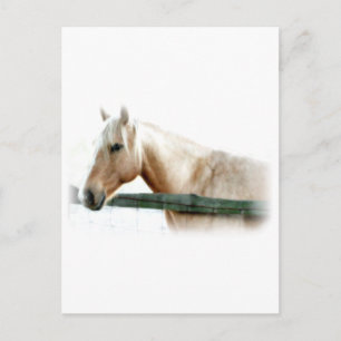 Carte Postale Photo Cheval