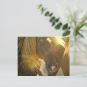 Carte postale photo Cheval sauvage (Debout devant)