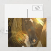 Carte postale photo Cheval sauvage (Devant / Derrière)