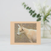Carte postale Photo chèvre (Debout devant)