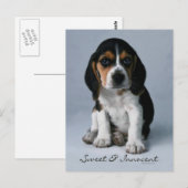 Carte Postale Photo Chien Chien beagle (Devant / Derrière)
