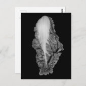 Carte Postale Photo chinoise de portrait de choux (Devant / Derrière)