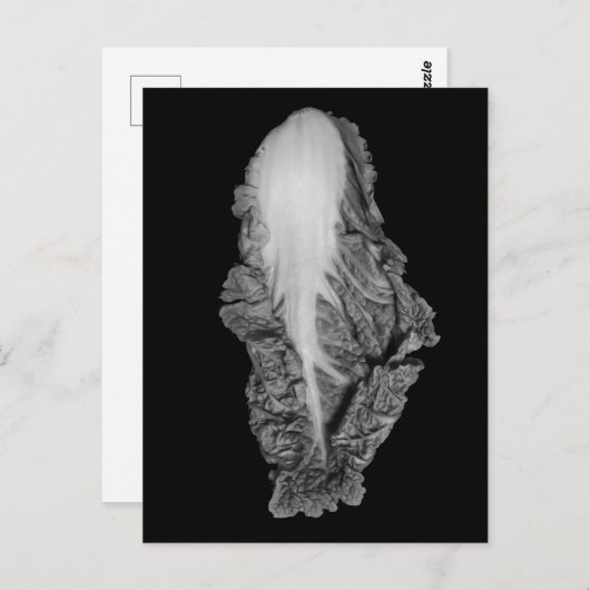 Carte Postale Photo chinoise de portrait de choux (Devant / Derrière)