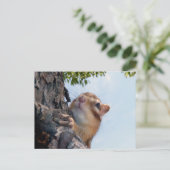 Carte Postale Photo Chipmunk (17-3) (Debout devant)