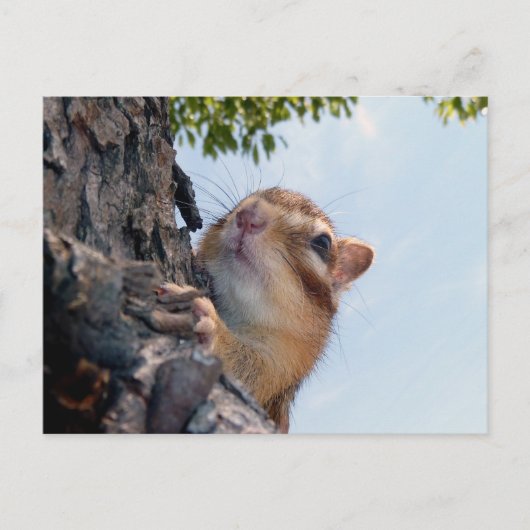 Carte Postale Photo Chipmunk (17-3) (Devant)