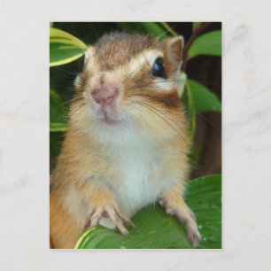 Carte Postale Photo Chipmunk (20-2)