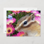 Carte Postale Photo Chipmunk (30-13) (Devant / Derrière)