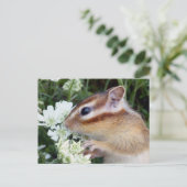 Carte Postale Photo Chipmunk (30-19) (Debout devant)