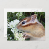 Carte Postale Photo Chipmunk (30-19) (Devant / Derrière)