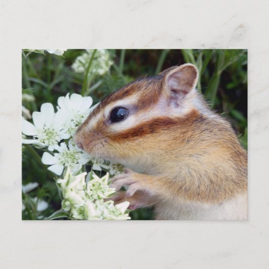 Carte Postale Photo Chipmunk (30-19) (Devant)
