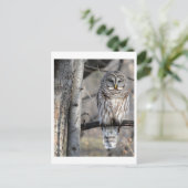 Carte postale photo Chouette barrée (Debout devant)