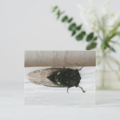 Carte Postale Photo Cicada (Debout devant)