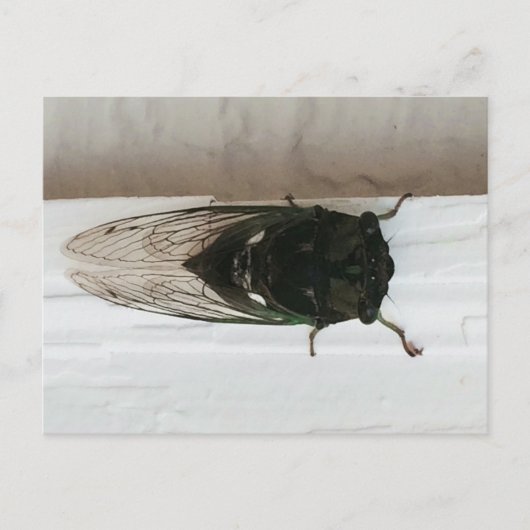 Carte Postale Photo Cicada (Devant)