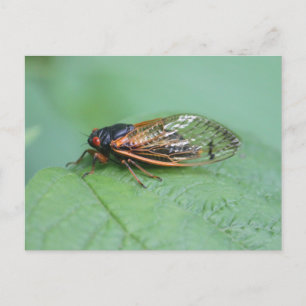 Carte Postale Photo Cicada