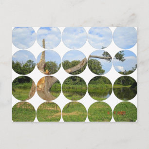 Carte postale photo circulaire