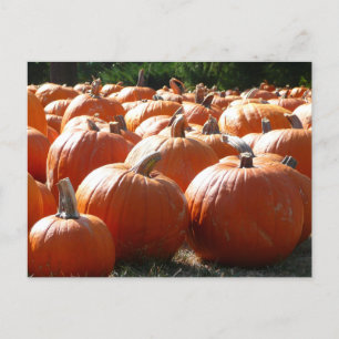 Carte Postale Photo citrouille pour automne, Halloween ou Thanks