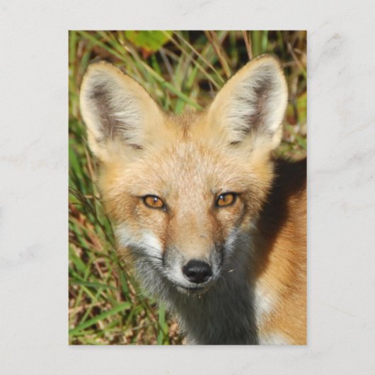 Carte postale photo classique (Devant)