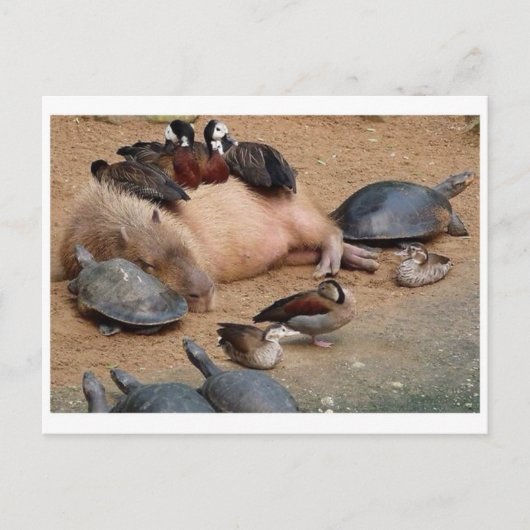 Carte postale photo classique (Devant)