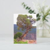 Carte postale photo classique (Debout devant)