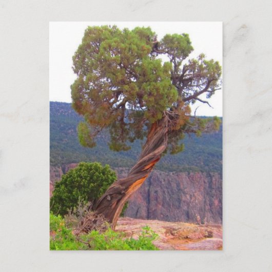 Carte postale photo classique (Devant)
