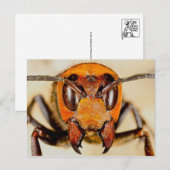 Carte postale photo classique (Devant / Derrière)