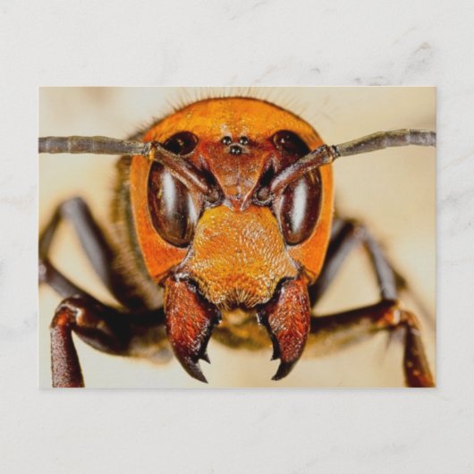 Carte postale photo classique (Devant)