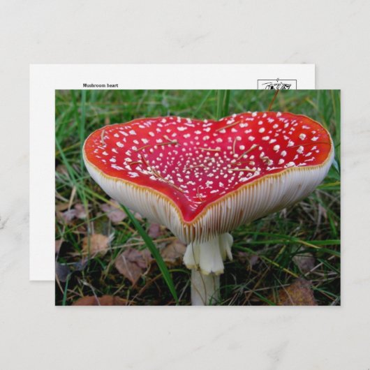 Carte postale photo classique (Devant / Derrière)