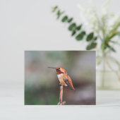 Carte Postale Photo Colibri (Debout devant)