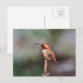 Carte Postale Photo Colibri (Devant / Derrière)