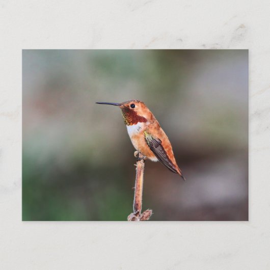 Carte Postale Photo Colibri (Devant)