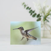 Carte postale Photo Colibri (Debout devant)