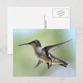 Carte postale Photo Colibri (Devant / Derrière)