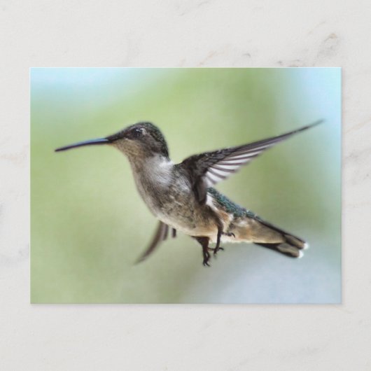 Carte postale Photo Colibri (Devant)