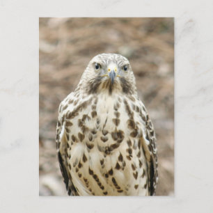 Carte postale Photo Coopers Hawk