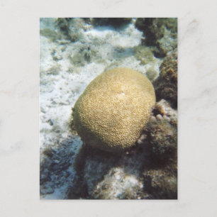 Carte postale Photo Corail Cerveau